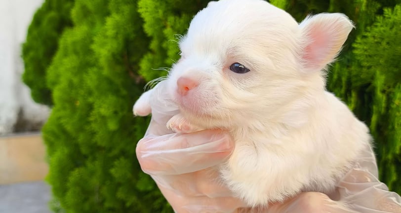 chihuahua pêlo longo branco de nariz chocolate macho
