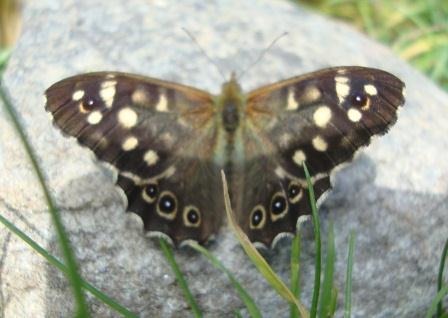 Speckled Wood