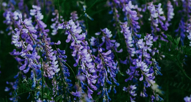 vetch plant with lots of flowers