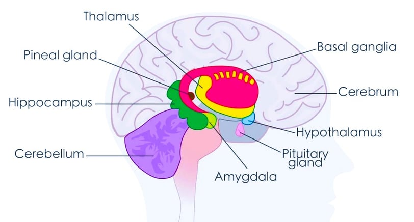 amygdala