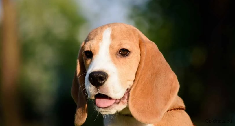 a dog is looking at the camera and smiling