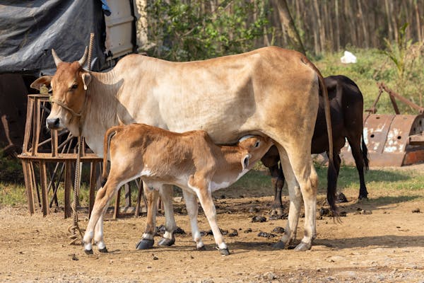 Cow with her calf