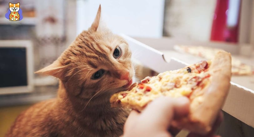 Curious cat sniffing a slice of pizza, exploring whether cats can eat pizza
