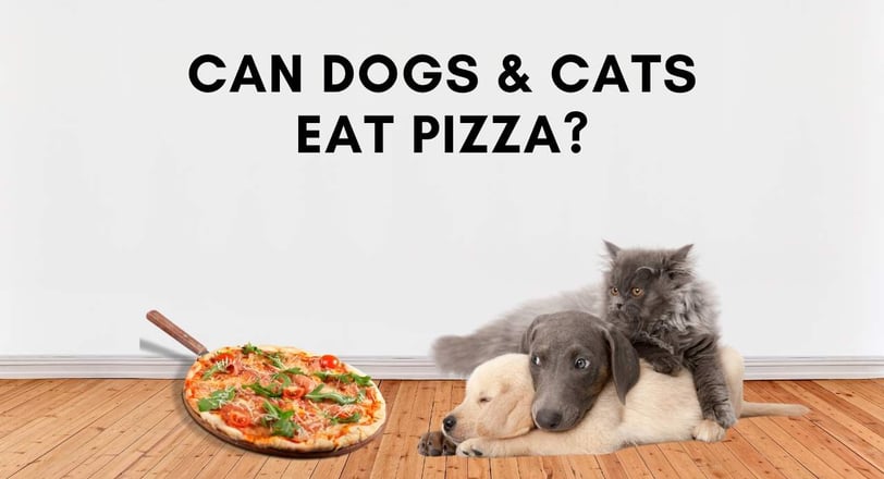 Can Cats eat pizza or can dogs eat pizza?