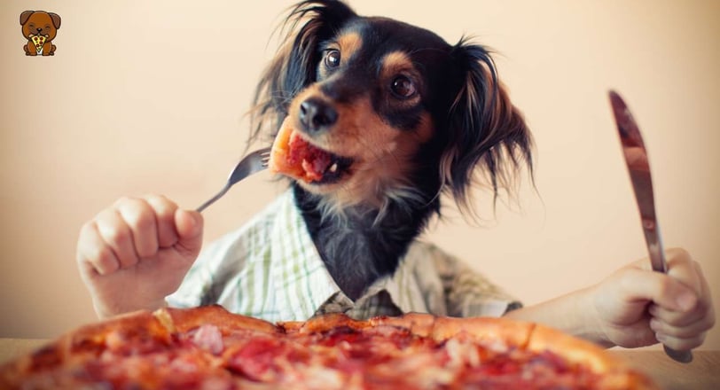 Dog dressed in human clothes eating pizza with a fork and knife,