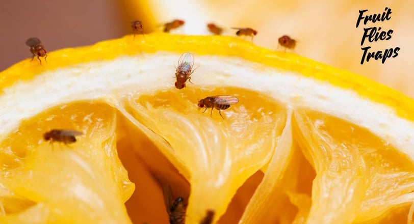 Close-up of fruit flies on a sliced lemon with the text 'Fruit Flies Traps' in the corner