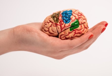overview of brain -Amnesia
