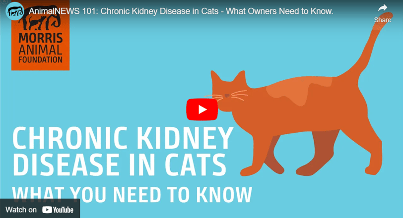 AnimalNEWS 101: Chronic Kidney Disease in Cats - What Owners Need to Know.