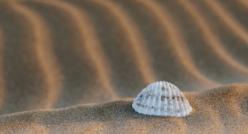 a shellfish in the sand
