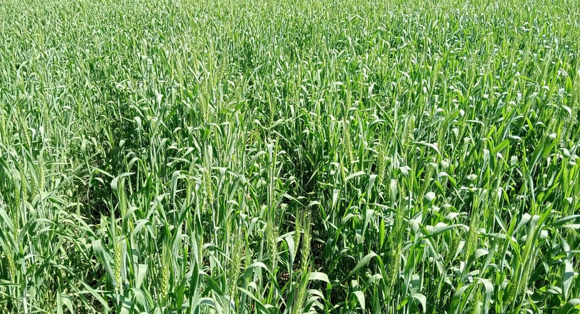 A lush, golden wheat field flourishing under the sun, cultivated using Dhara Greens' organic bio-fertilizers 