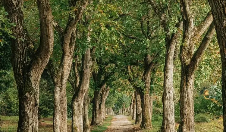 géobiologie nature terre arbre