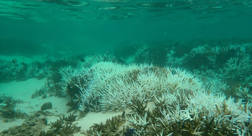 Bleached and dead coral colonies in Bel Ombre (June 2025)
