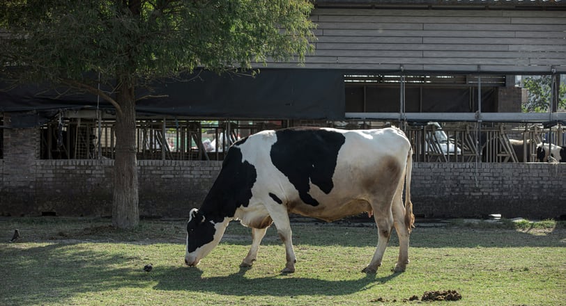 Dairy cow grazing on a farm near a rural milk cooperative — symbolizing India’s dairy revolution