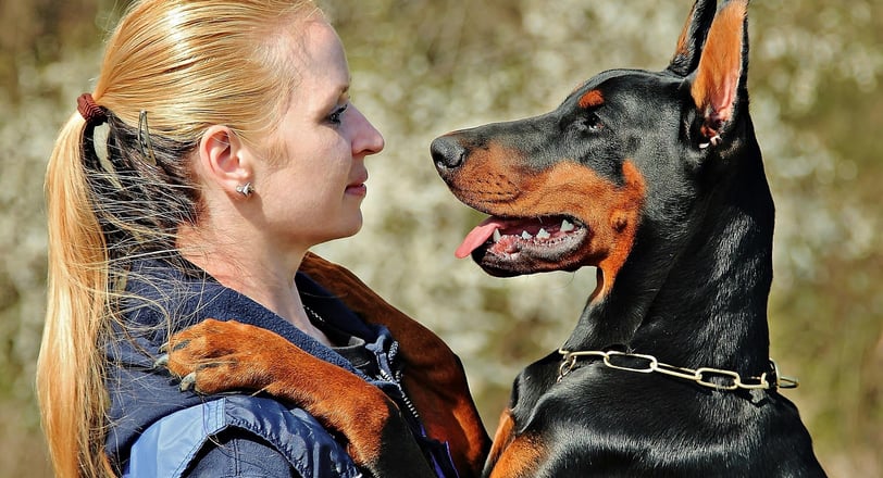 Dobermann Traning