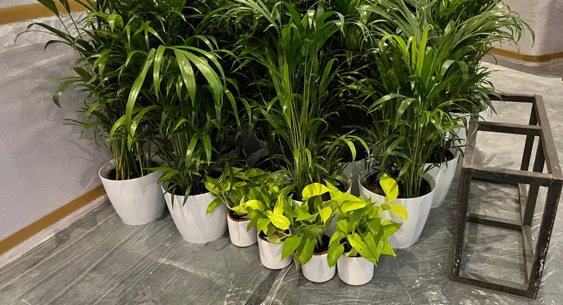 a bunch of plants in pots on a table