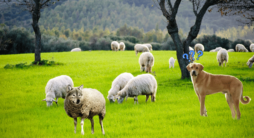 A confused sheepdog looking at a wolf dressed in sheep's clothing