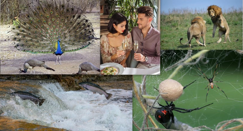 Collage of diverse mating rituals-peacocks, black widow spiders, dating app users, fighting lions, and spawning salmon