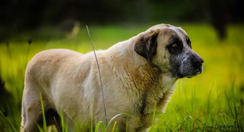 The Alentejo Mastiff, a dog