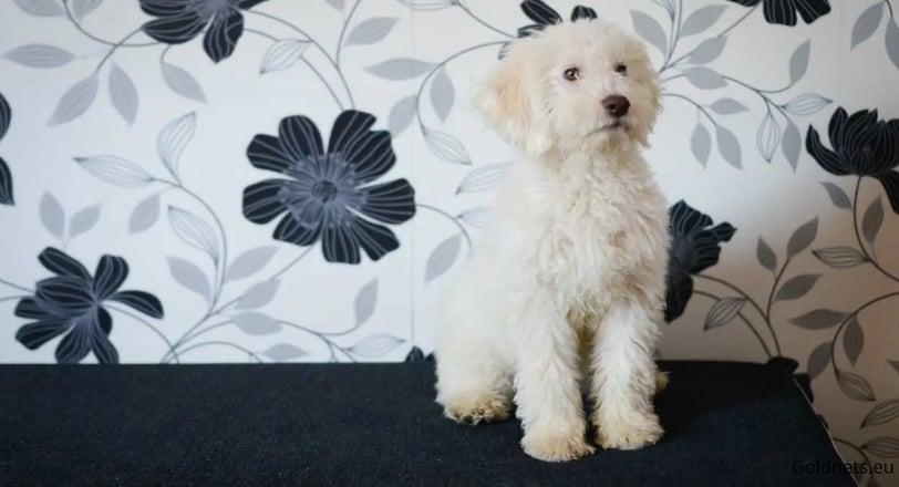 The Lagotto Romagnolo: Everything you need to know about the dog breed