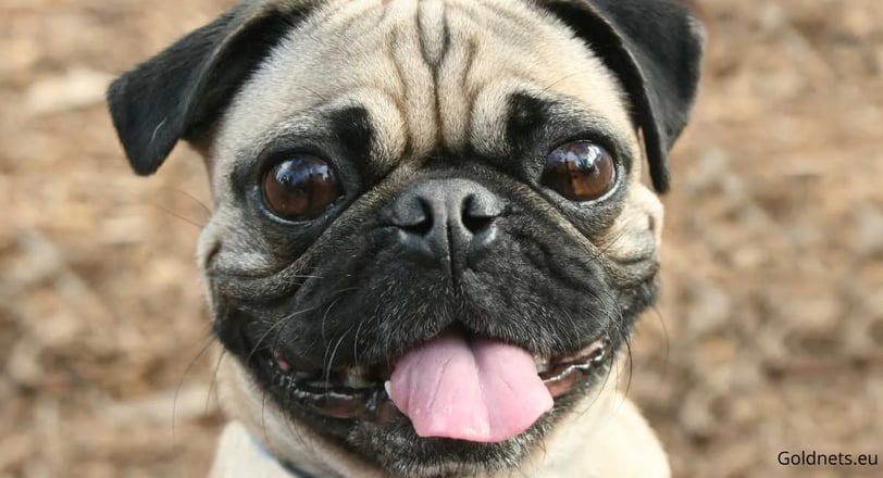 Magyarul Mopsz kutyafajtáról