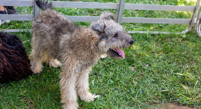 Pumi kutyafajtáról.