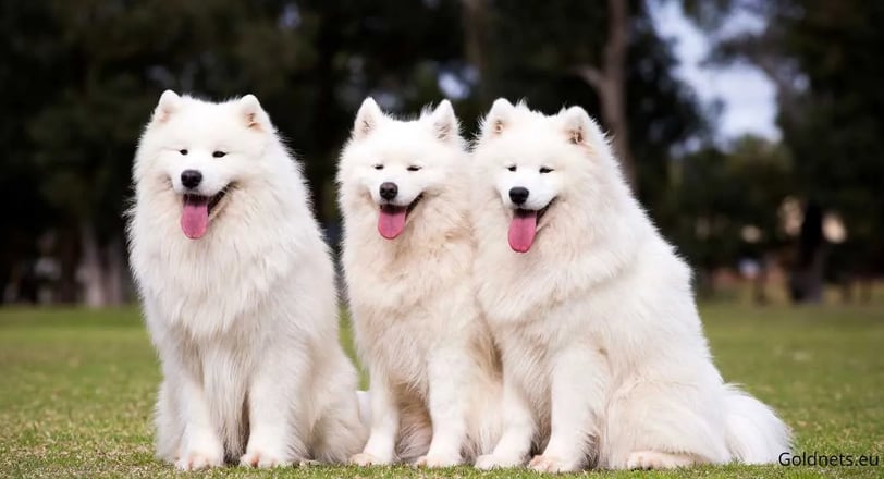 A szamojéd kutyafajta