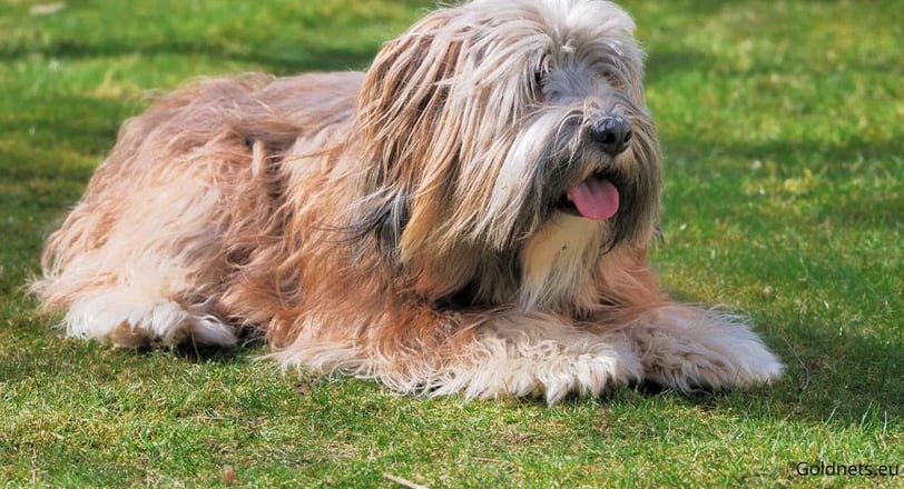 Tibet Terrier kutyafajta