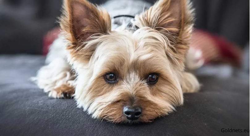 The Yorkshire Terrier, also known as the Yorkie, is a small dog breed that is particularly popular a