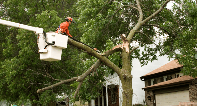 Emergency Tree Services Byron, GA