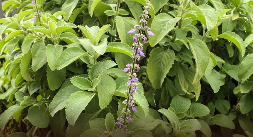 Coleus forskohlii