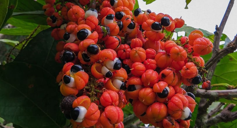 guarana fruit