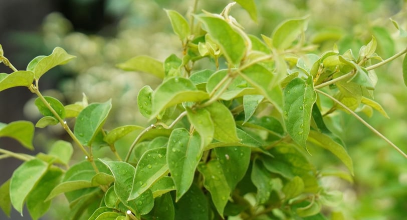 gymnema tree branch
