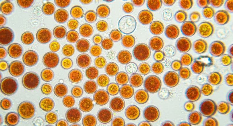 haematococcus pluvialis