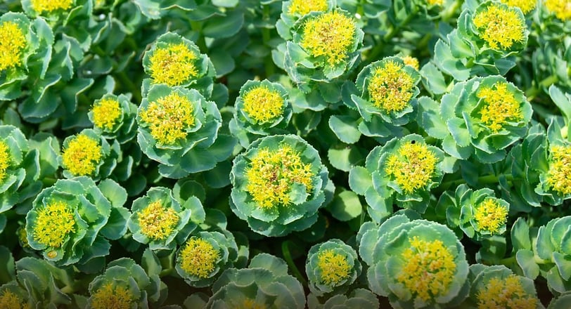 rhodiola rosea