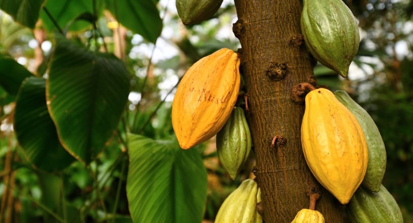 a tree with of cacao on it