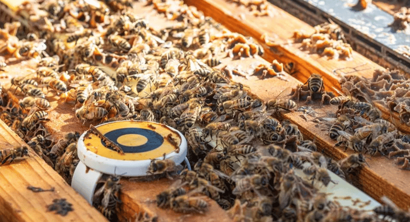 Precision Beekeeping – Enhancing Hive Management with Technology