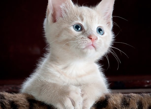 gatos surdos