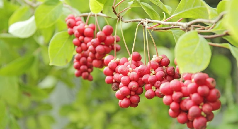 a bunch of berries (Schisandra) are hanging from a tree