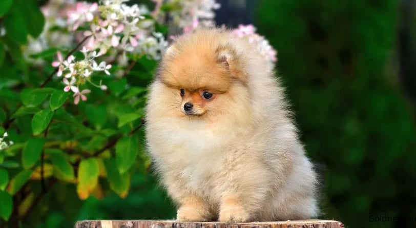 The Miniature Spitz (Pomeranian), often called simply the Pomeranian, is one of the most popular sma
