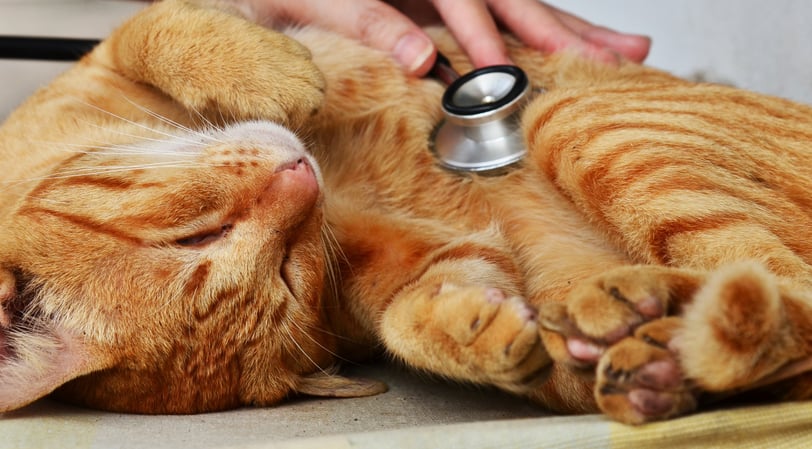 a cat having their heart listened to