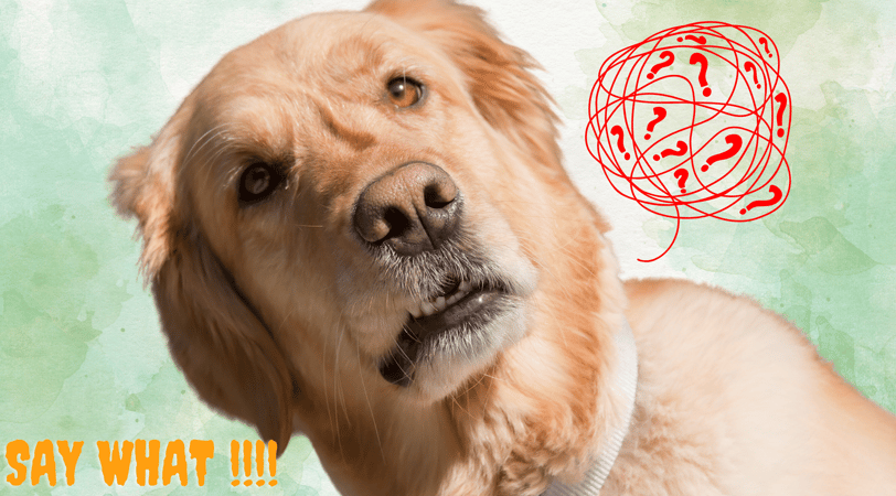 a dog with a questioning look on its face