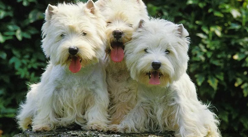 The West Highland White Terrier, or Westie,
