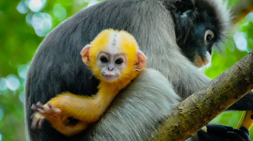 Singe Langur, singe à lunette, Chumphon