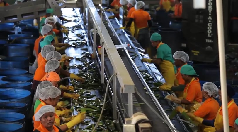 a group of people working on a conveyor belt