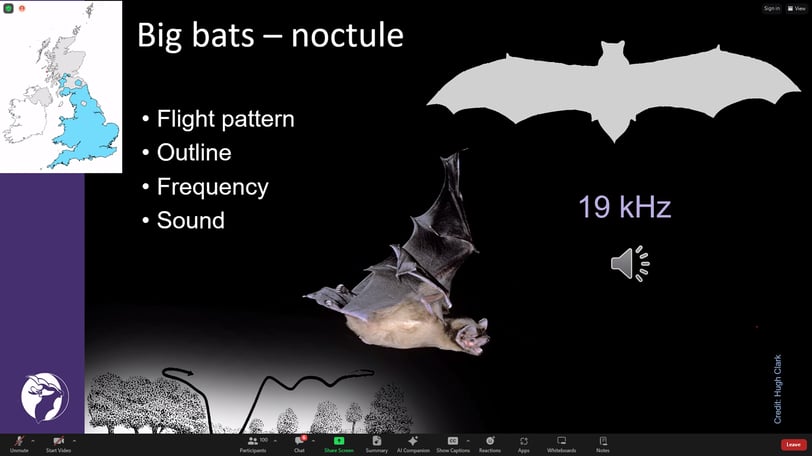 Screenshot of presentation, showing noctule flight pattern and frequency