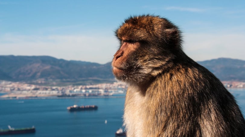 foto do macaco em Gibraltar