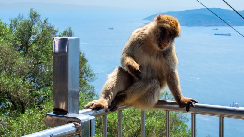 foto do macaco no topo em Gibraltar