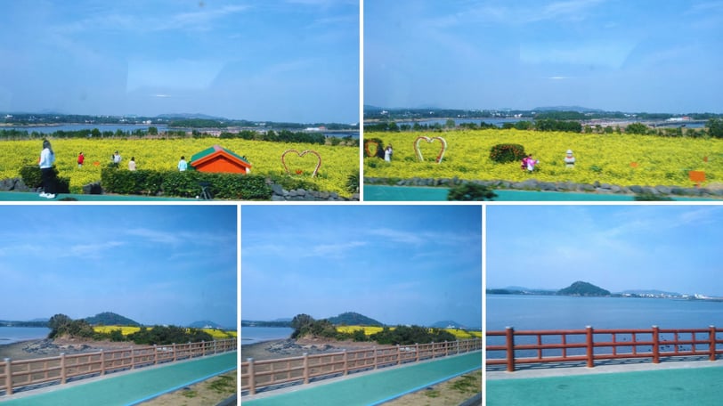 Vista do trajeto de volta ao porto dos campos floridos em Jeju.