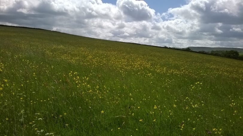 Buttercup meadow