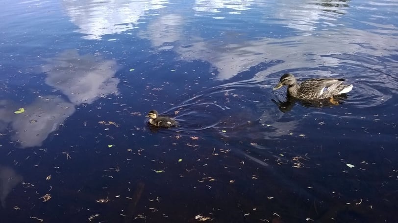 Ducks